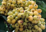 Sorbus × arnoldiana. Плоды. Латвия, г. Рига, Старый город, площадь Ливов, в культуре. 19.08.2018.