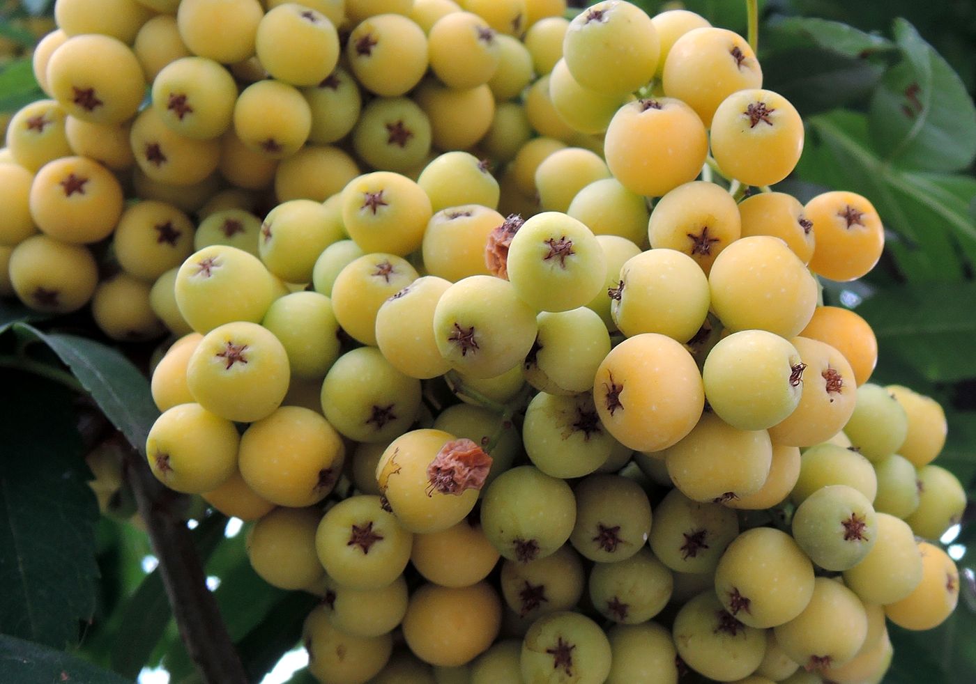 Image of Sorbus &times; arnoldiana specimen.