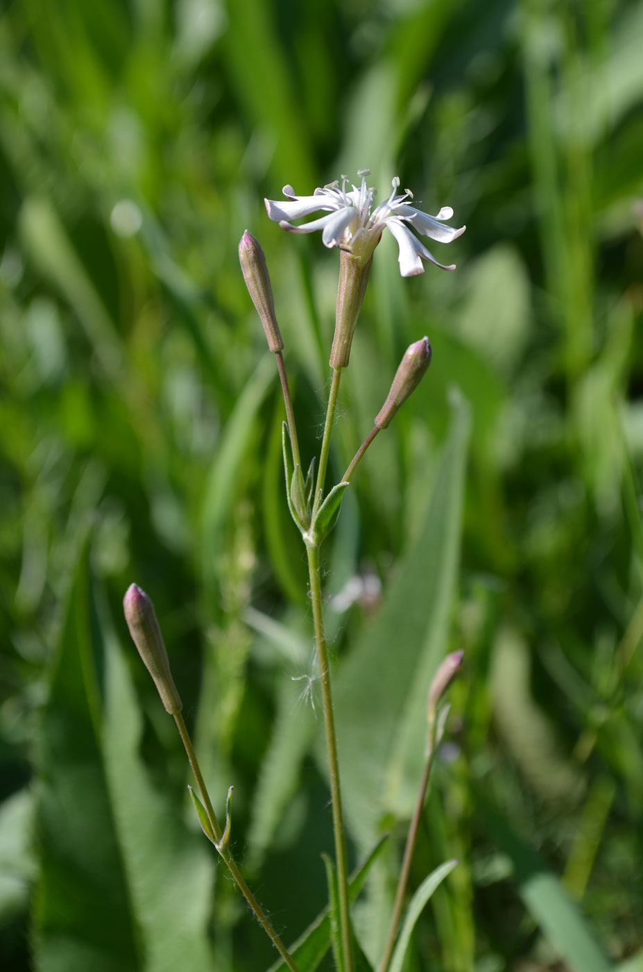 Изображение особи Silene semenovii.