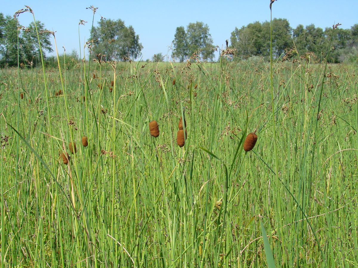 Image of Typha laxmannii specimen.