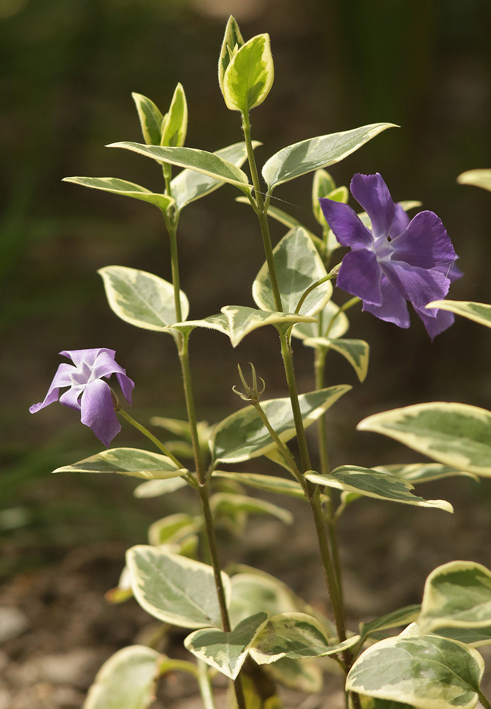 Image of Vinca major specimen.