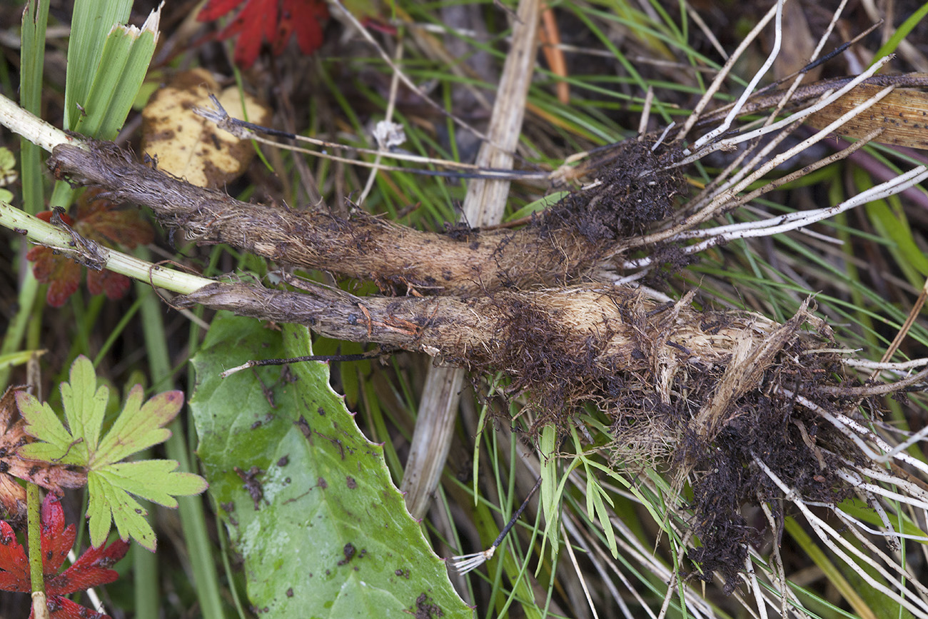 Image of Allium amphibolum specimen.