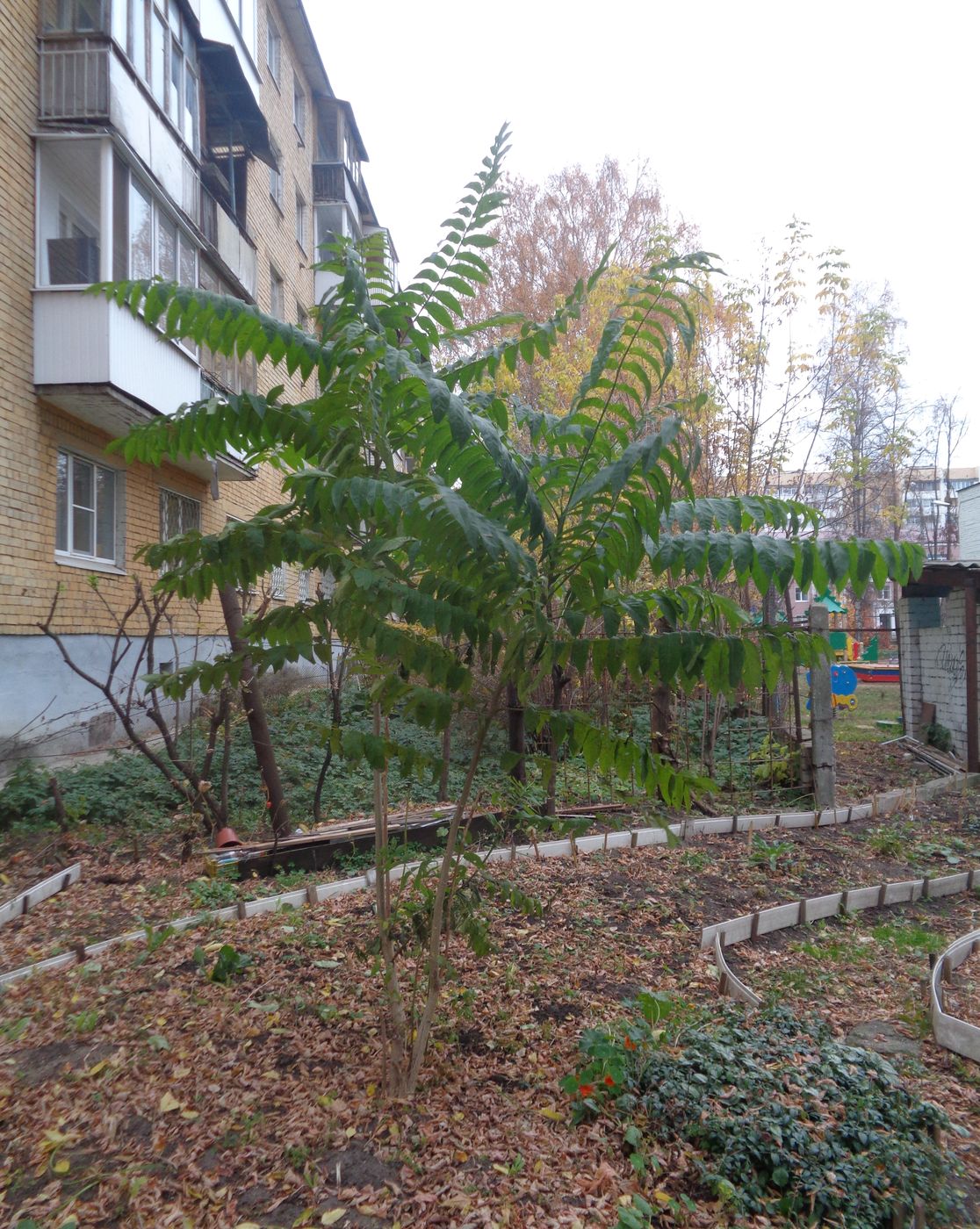 Image of Ailanthus altissima specimen.