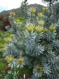 Leucospermum formosum