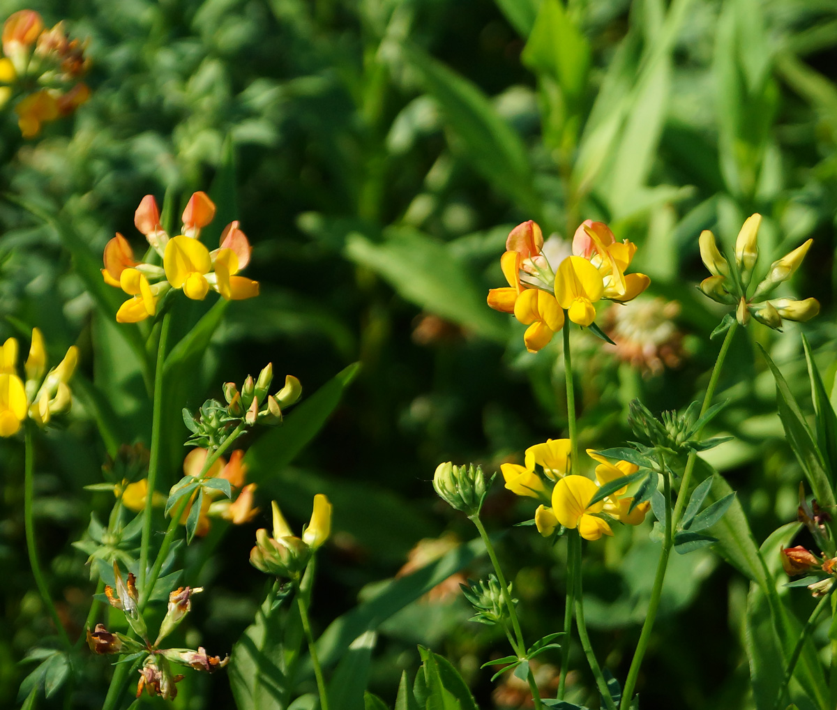 Изображение особи Lotus corniculatus.