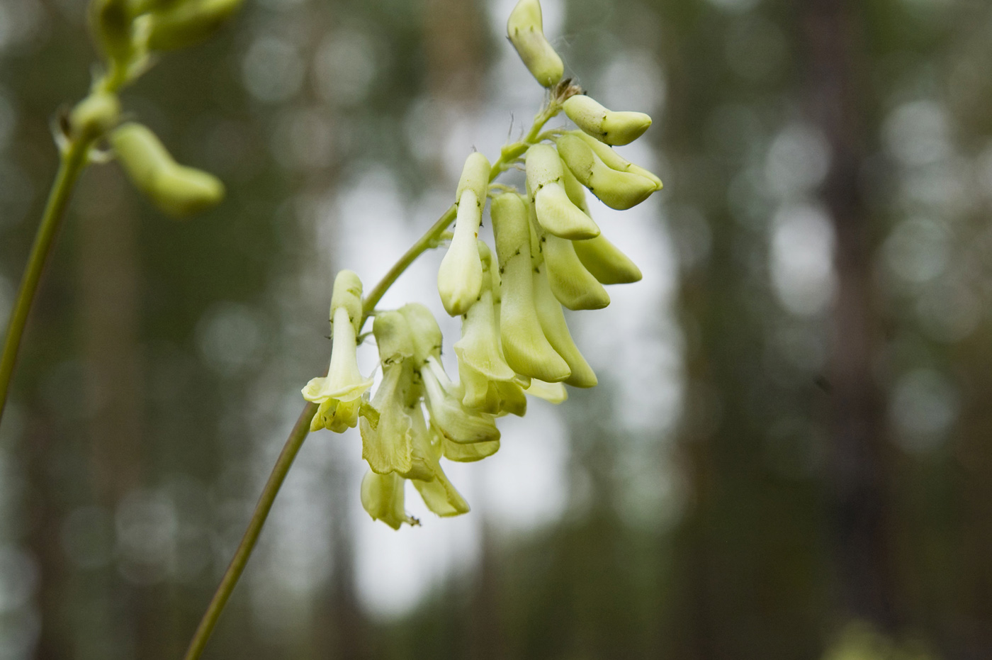 Image of Astragalus membranaceus specimen.