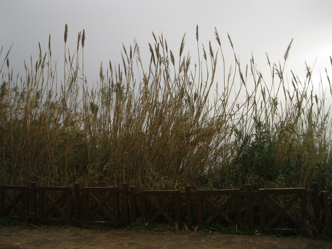 Image of Arundo donax specimen.