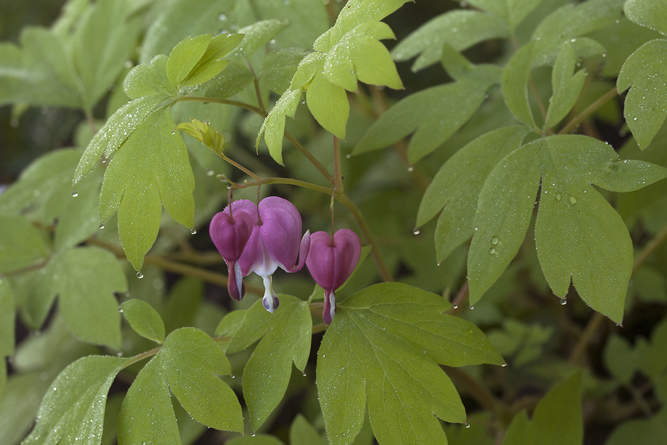 Image of Dicentra spectabilis specimen.