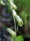 Aconitum ranunculoides. Часть соцветия. Якутия, Алданский р-н, сев. окр. г. Алдана, опушка леса. 21.07.2016.