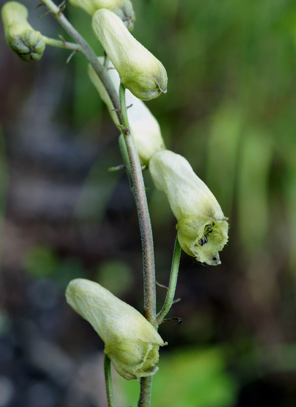 Image of Aconitum ranunculoides specimen.