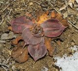 Goniolimon speciosum. Сухая розетка листьев. Башкортостан, Белорецкий р-н, Шигаевский сельсовет, окр. с. Шигаево, хр. Крака, каменистый степной склон. 9 марта 2019 г.