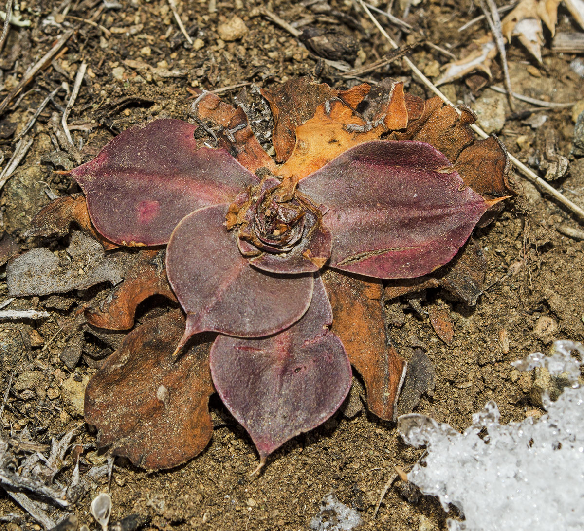 Изображение особи Goniolimon speciosum.