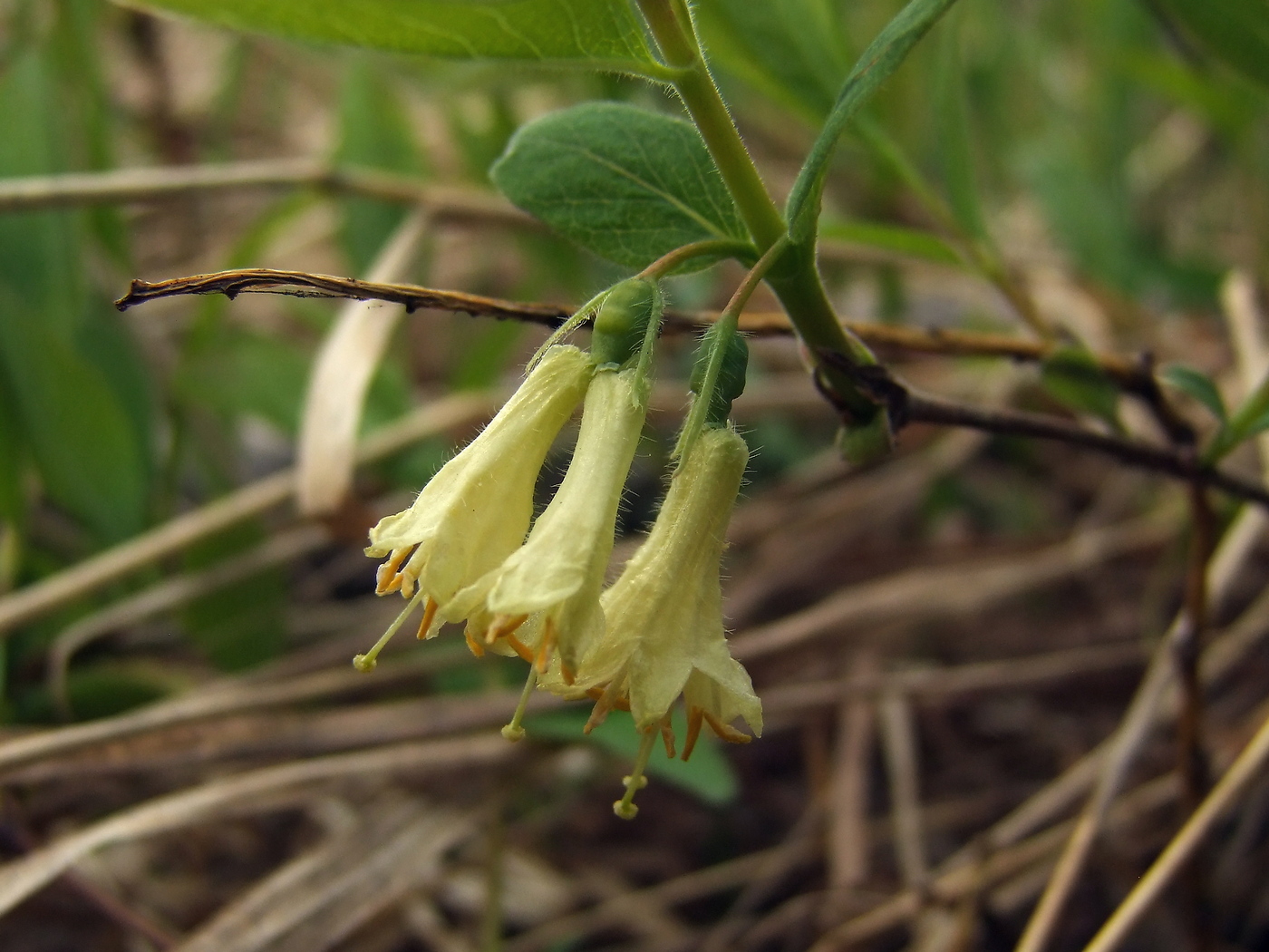 Image of Lonicera edulis specimen.