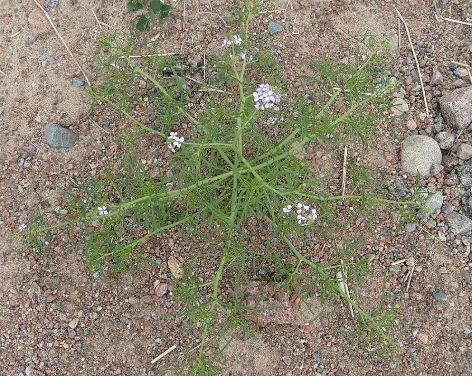 Image of Cakile baltica specimen.