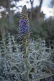 Echium candicans. Верхушка растения с соцветием. Испания, Каталония, г. Барселона, парк Гуэля, в культуре. 30.03.2019.