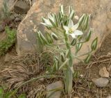 Ornithogalum navaschinii