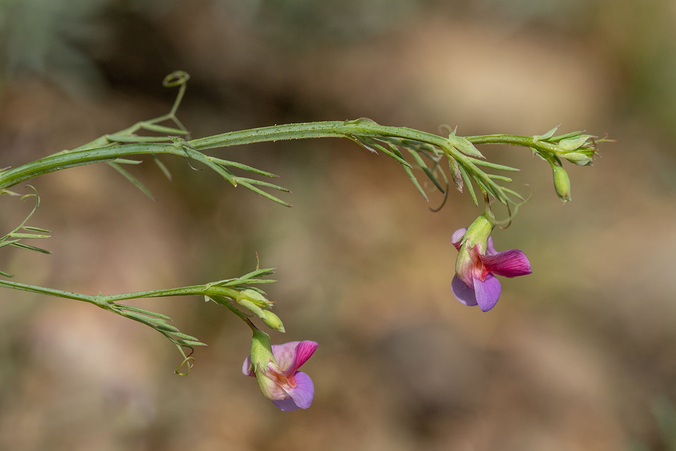 Image of Lathyrus clymenum specimen.