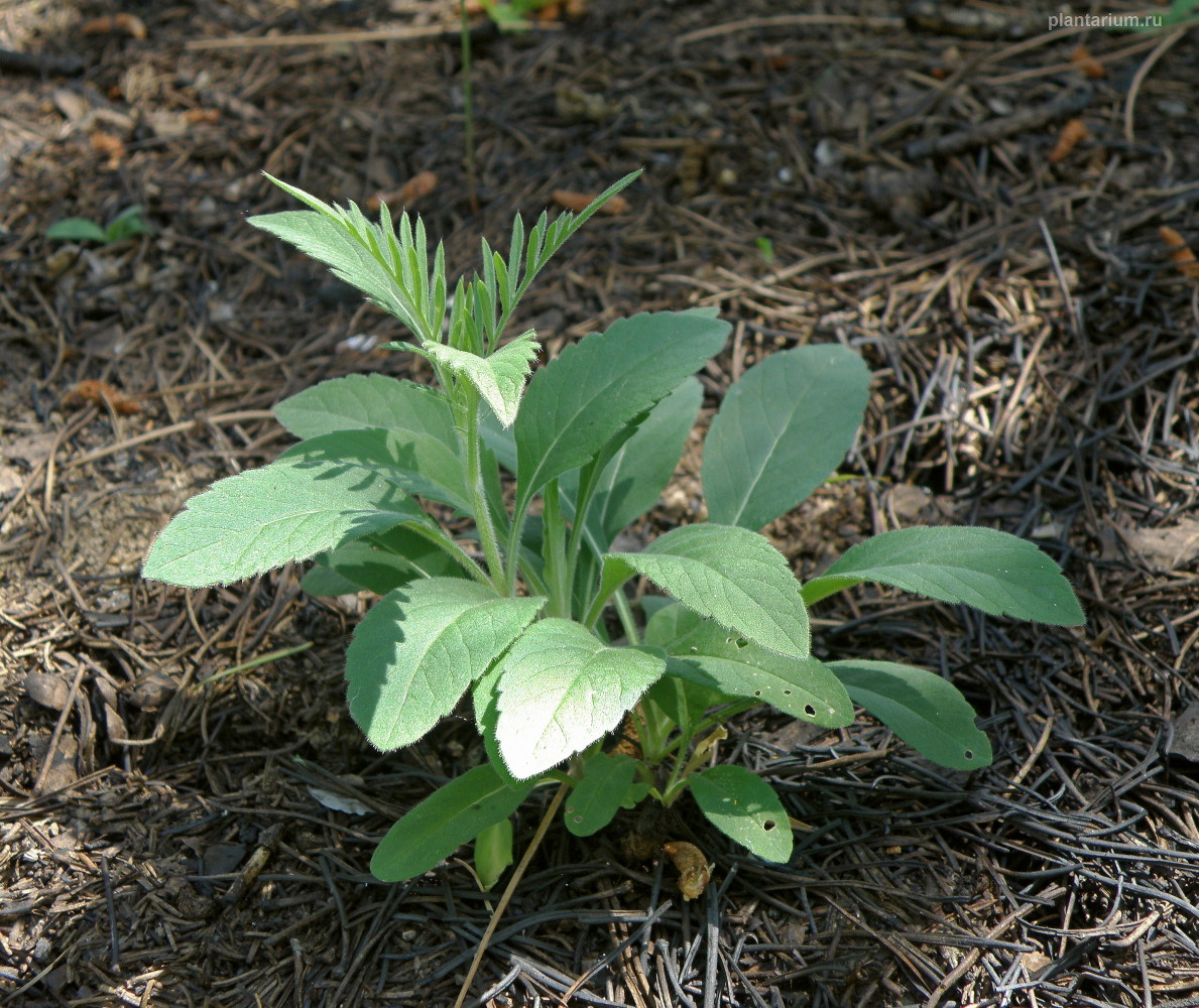 Image of Scabiosa ochroleuca specimen.