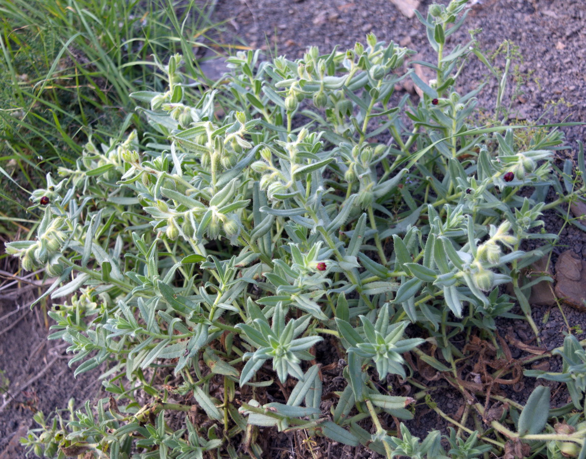 Image of genus Nonea specimen.