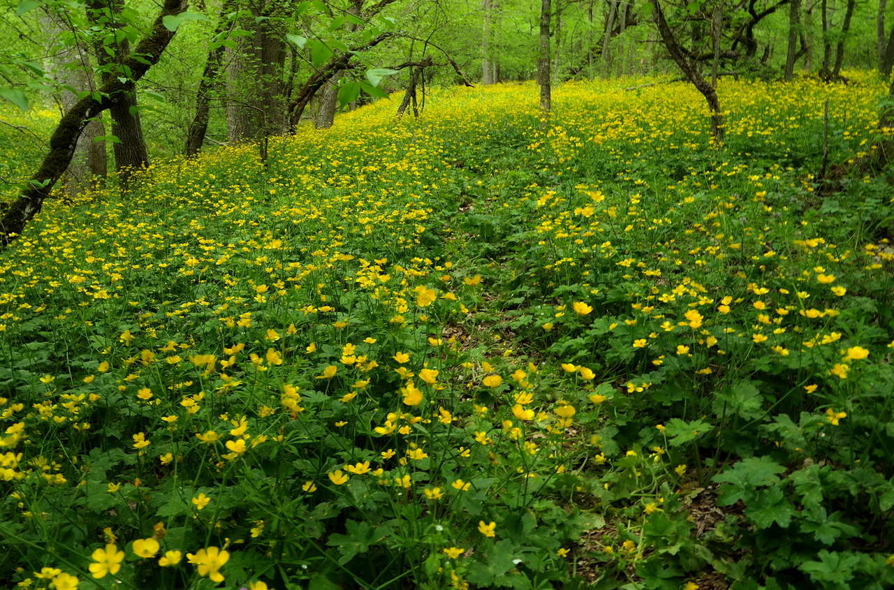 Изображение особи Ranunculus constantinopolitanus.