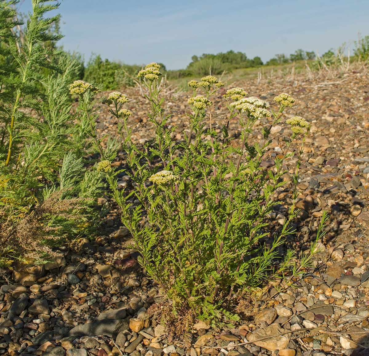 Image of Achillea nobilis specimen.