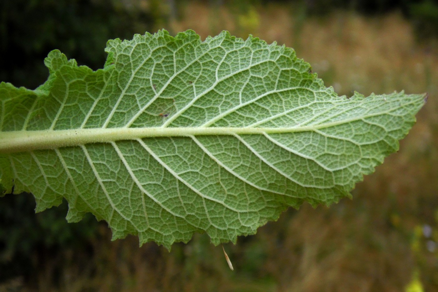 Изображение особи Verbascum pyramidatum.