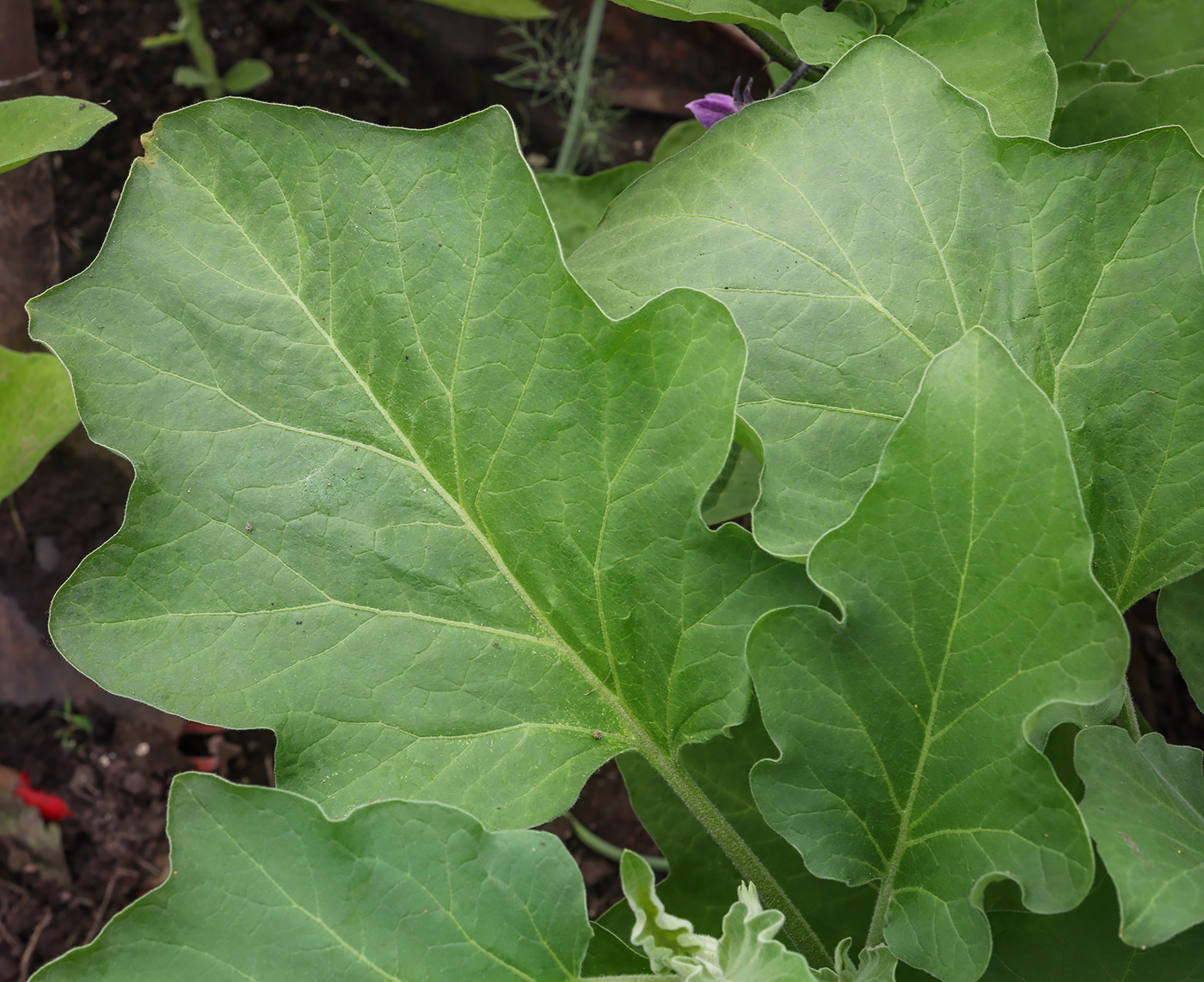 Изображение особи Solanum melongena.