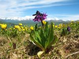 Primula nivalis