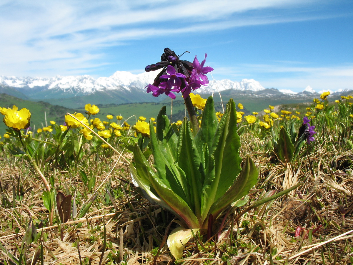 Изображение особи Primula nivalis.