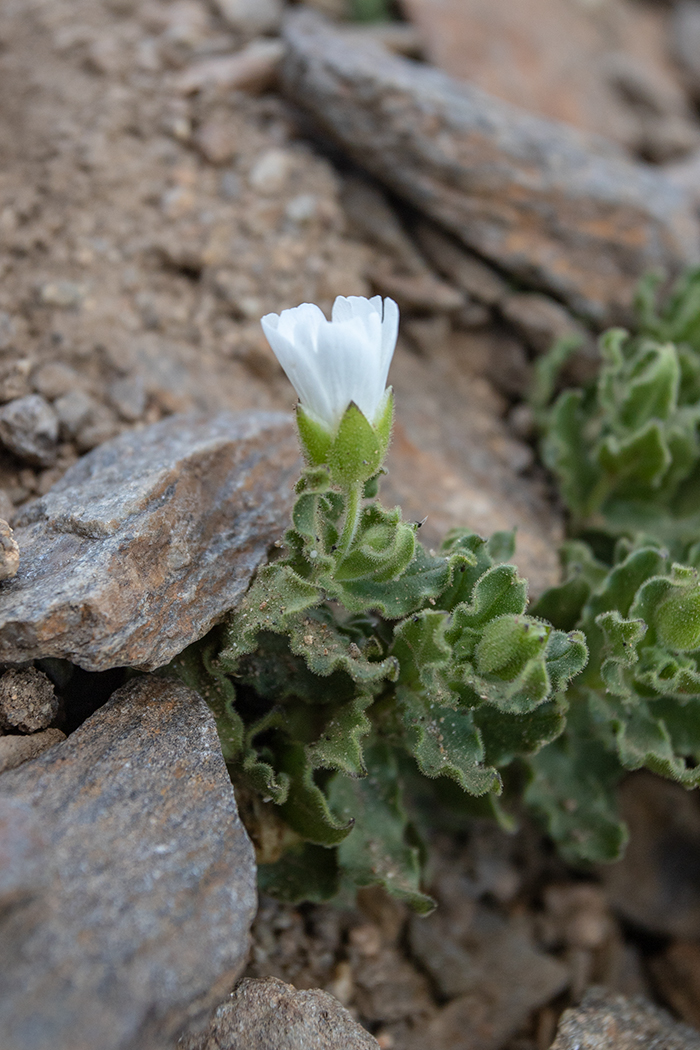 Image of Cerastium undulatifolium specimen.