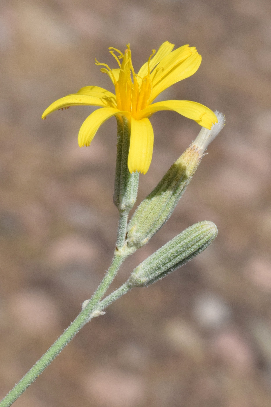 Image of Chondrilla juncea specimen.