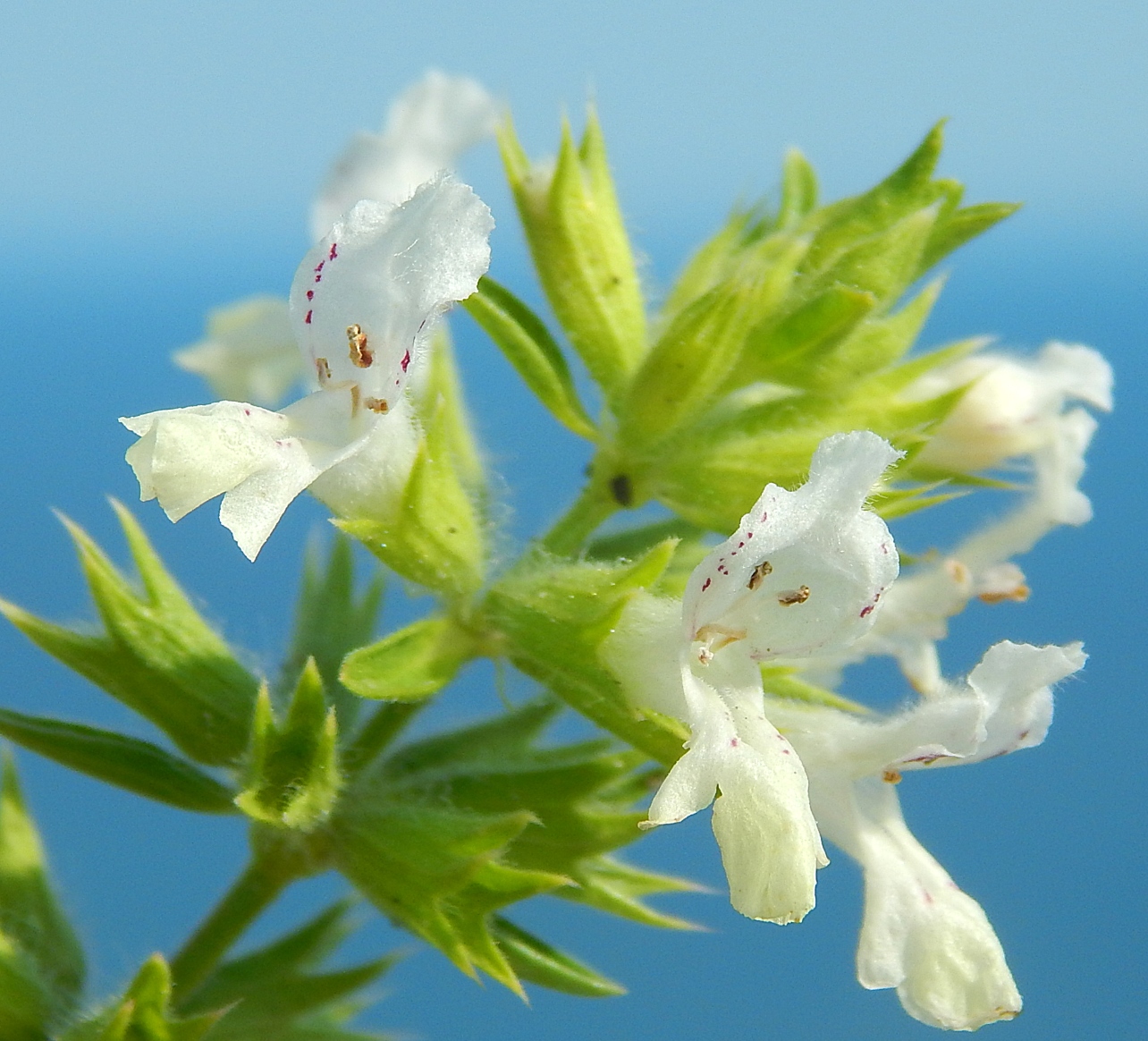 Image of Stachys annua specimen.