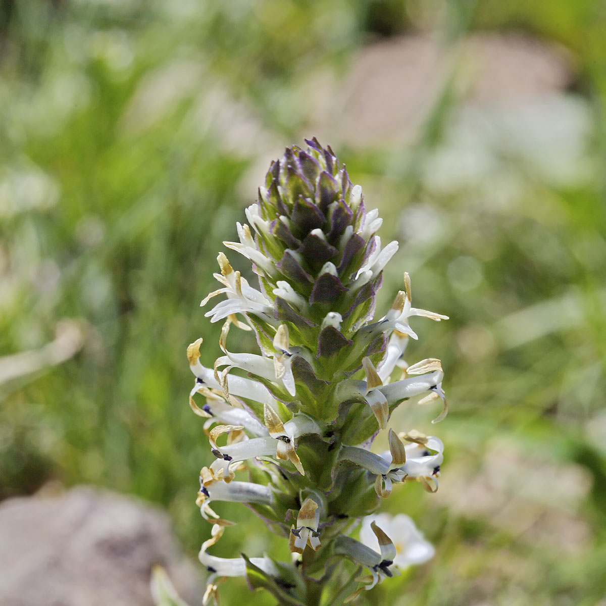 Image of Lagotis integrifolia specimen.
