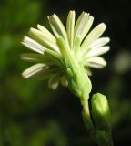 Lactuca serriola