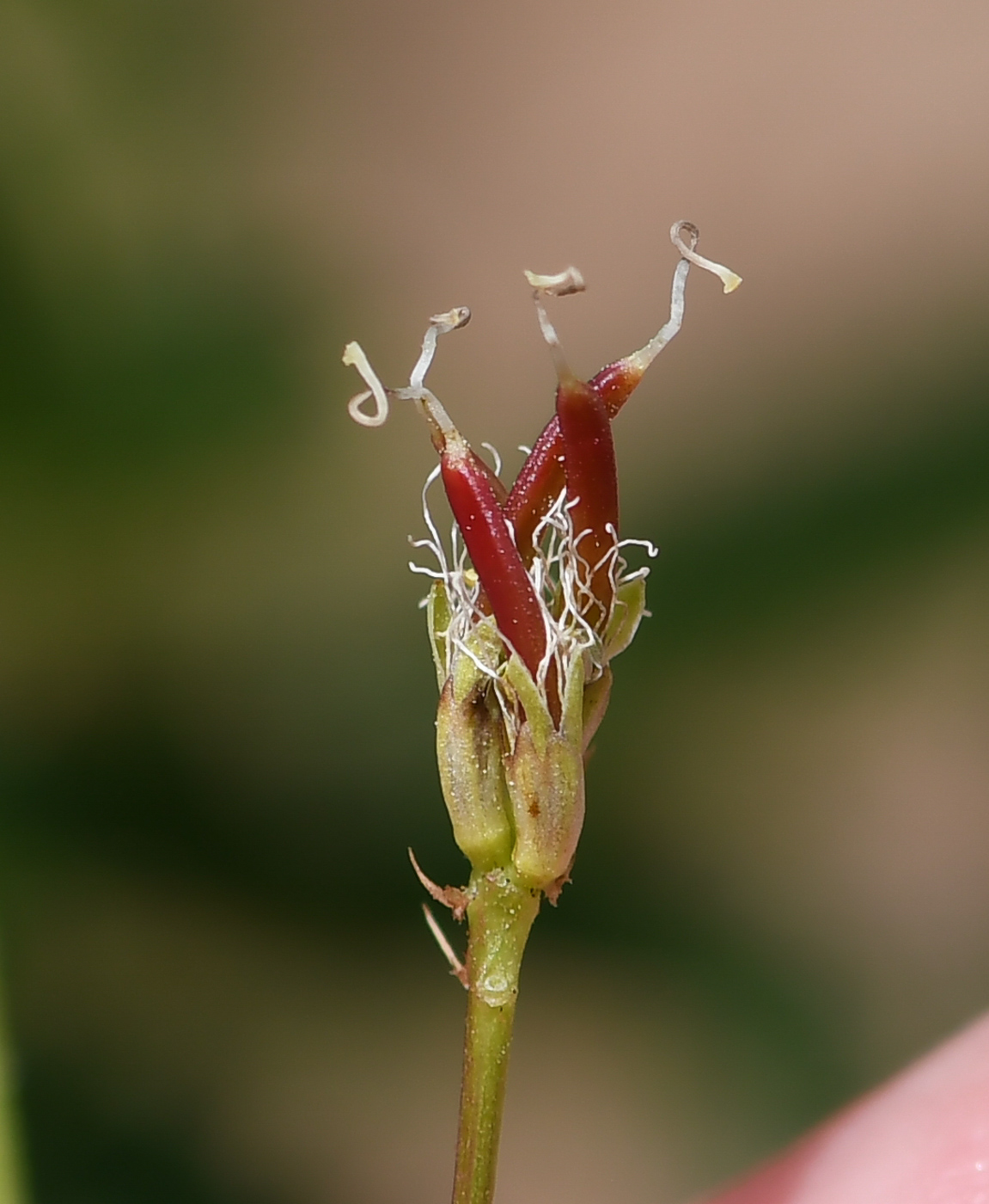 Изображение особи Desmanthus pernambucanus.