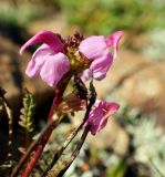 Pedicularis nordmanniana