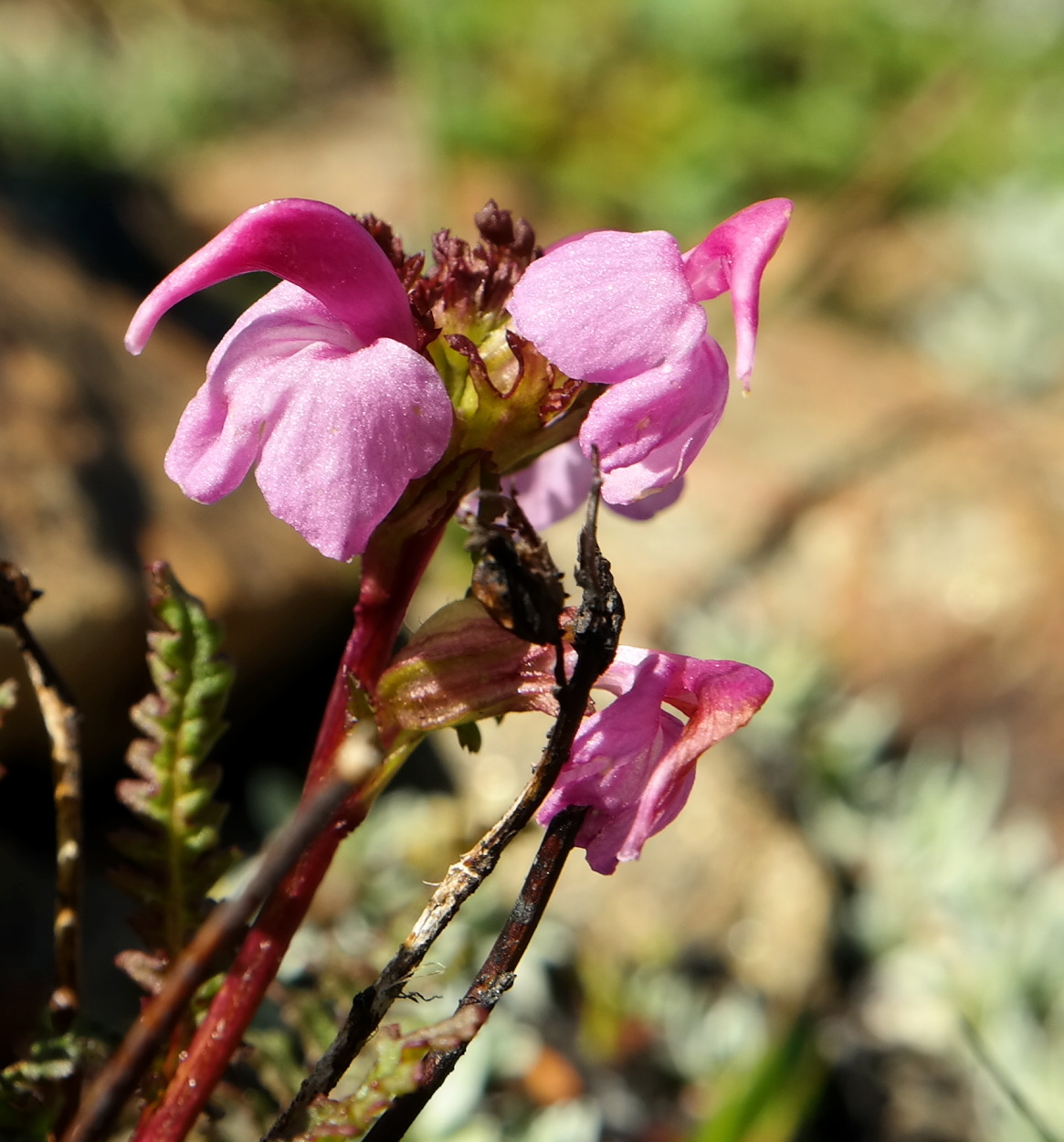 Изображение особи Pedicularis nordmanniana.