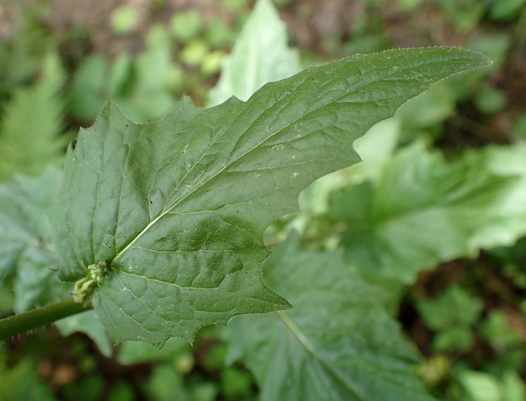 Image of Lapsana communis specimen.