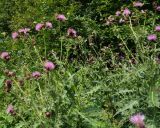 Cirsium uliginosum. Верхушки цветущих растений. Карачаево-Черкесия, Домбай, долина р. Домбай-Ульген, берег ручья. 30.08.2019.