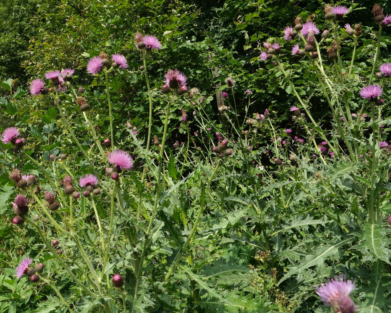 Изображение особи Cirsium uliginosum.