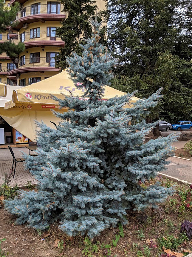 Изображение особи Picea pungens f. glauca.