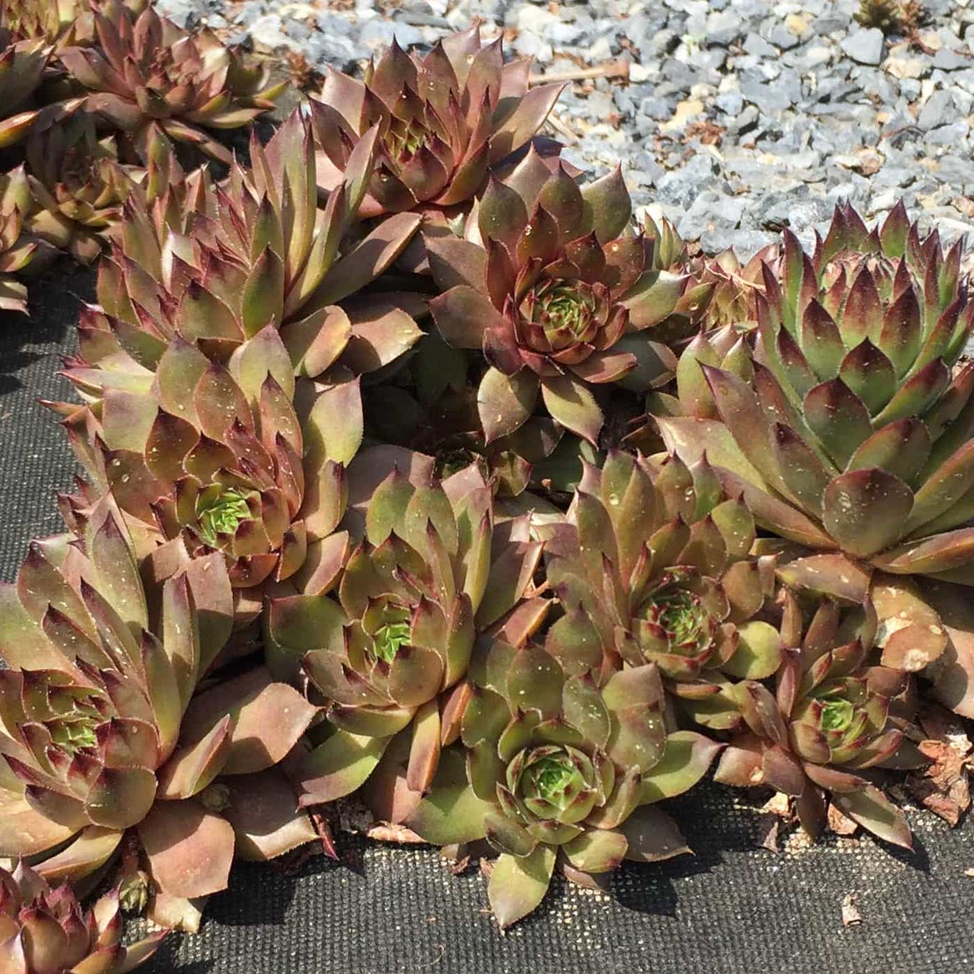 Image of Sempervivum ruthenicum specimen.