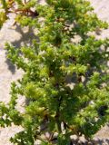 Salsola kali