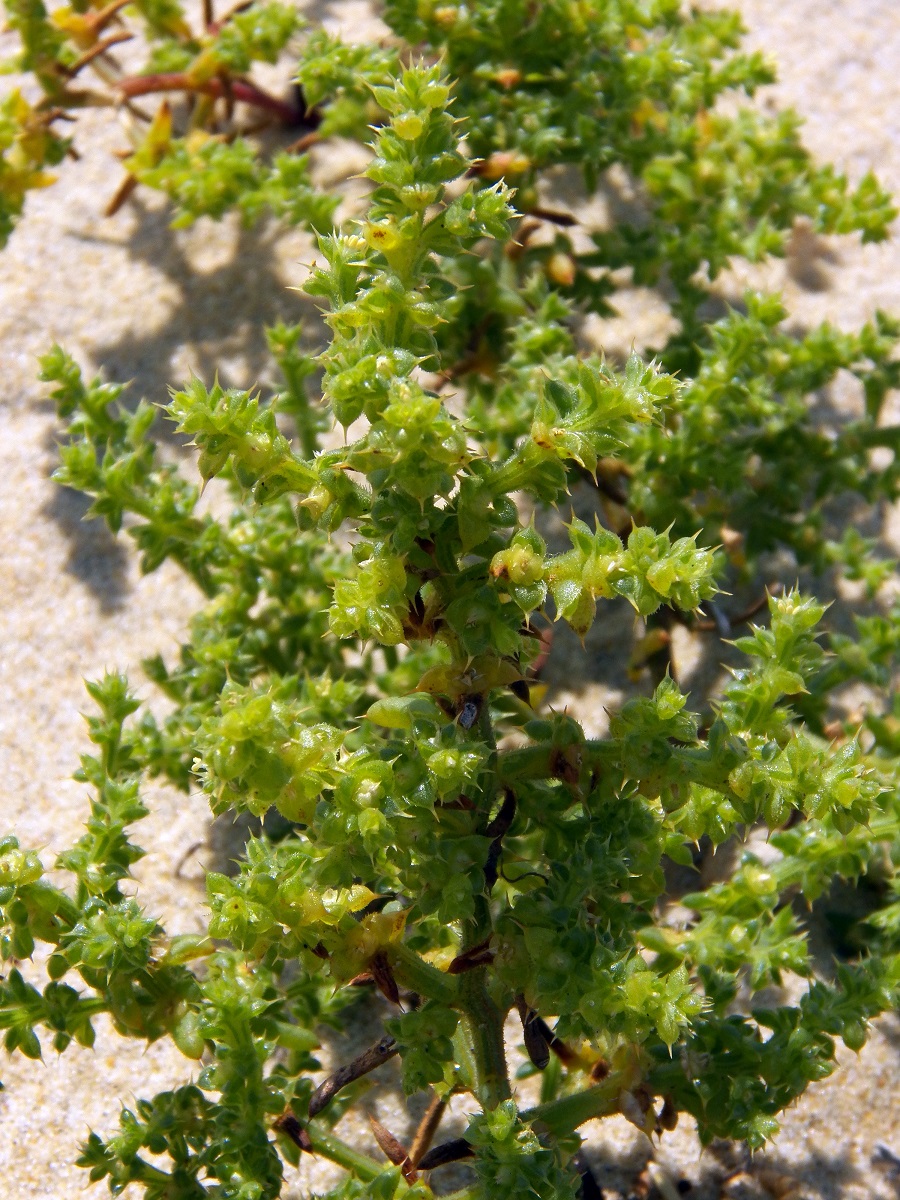 Изображение особи Salsola kali.