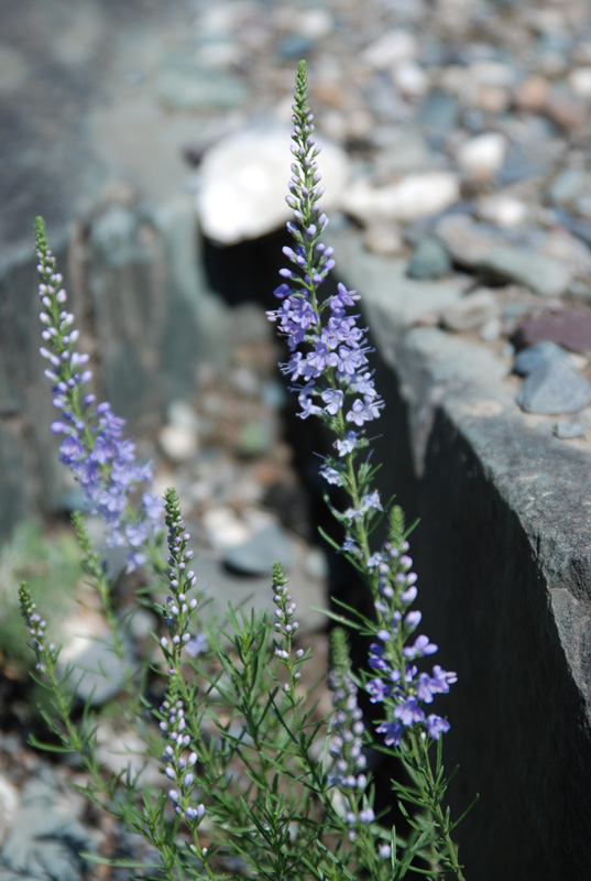 Изображение особи Veronica pinnata.