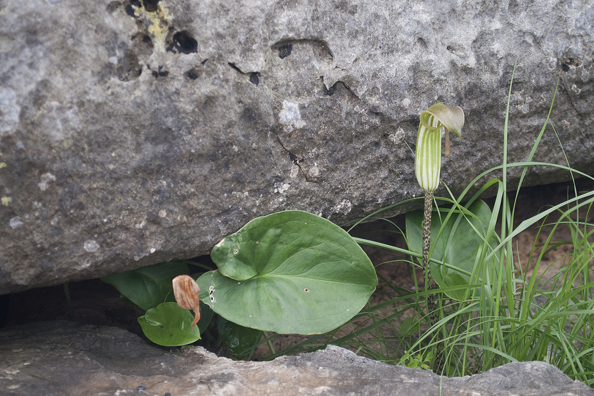 Изображение особи Arisarum vulgare.