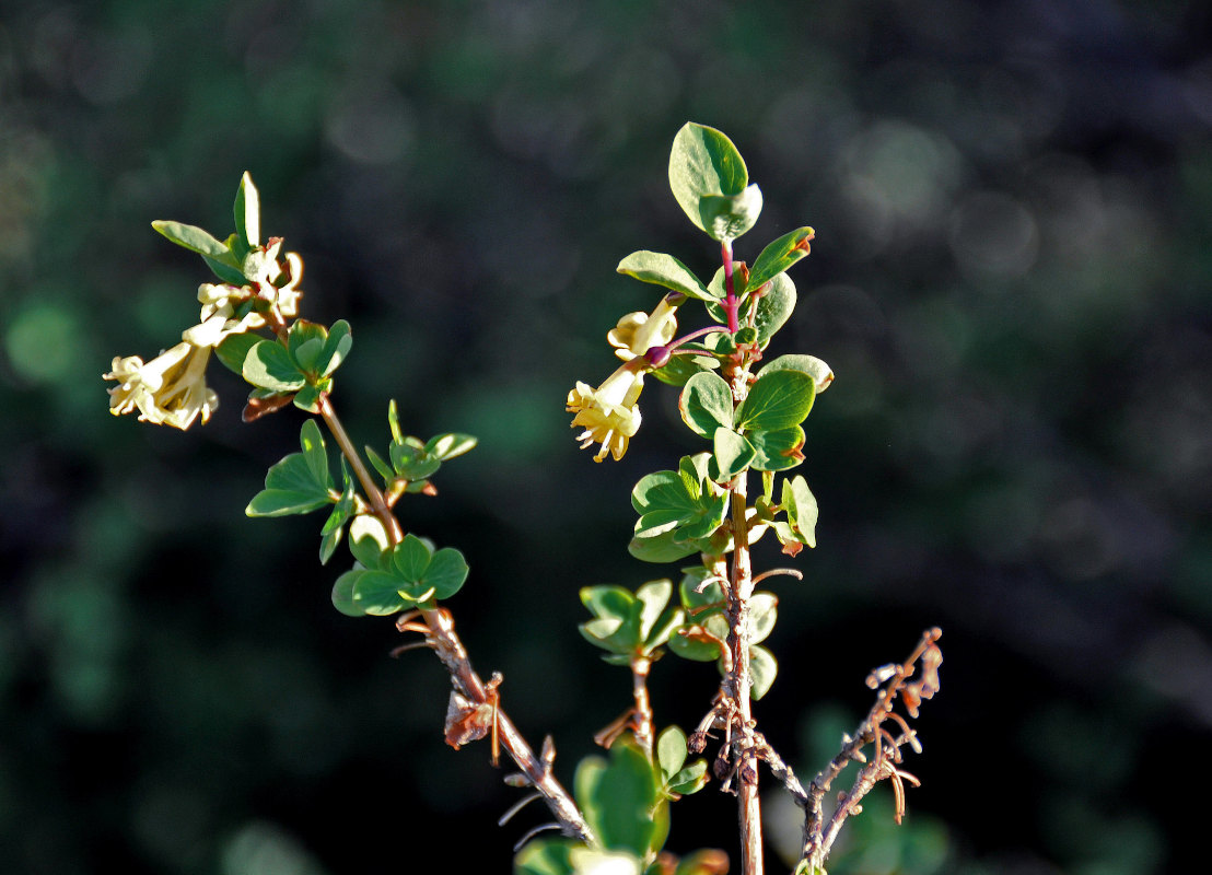 Image of Lonicera microphylla specimen.