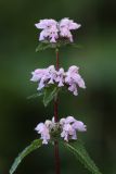 Phlomoides tuberosa