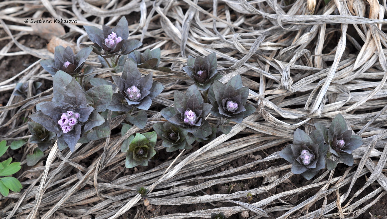 Изображение особи Physochlaina physaloides.