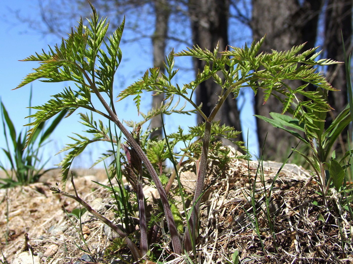 Image of Anthriscus sylvestris specimen.